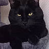 black_cat, cat, pet, animal, feline, yellow_eyes, indoor, blanket, soft_texture, resting, fur, whiskers, ears, close_up, portrait, mysterious, shadow, relaxed, cute, cozy