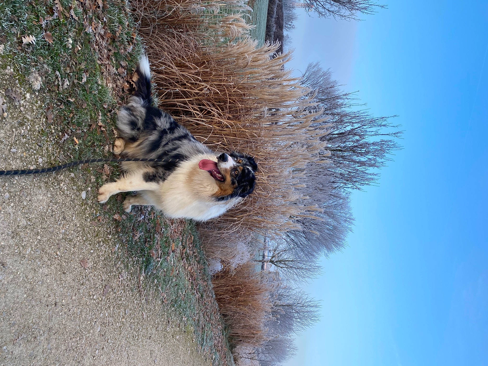 Snow a rejoint le concours — aidez-le/la à gagner de superbes lots ! canidae, carnivore, collar, companion_dog, dog, dog_breed, felidae, fur, paw, pet_supply, plant, scotch_collie, sky, sporting_group, tail, tree, twig, wildlife, winter, working_dog