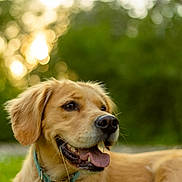 Nova is registered to the contest to win money with this photo: dog, golden_retriever, canine, outdoor, grass, tongue_out, pet, collar, sunset, nature, happy, animal, fur, muzzle, ears, blurred_background, summer, daylight, portrait, smiling