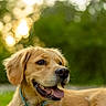 dog, golden_retriever, canine, outdoor, grass, tongue_out, pet, collar, sunset, nature, happy, animal, fur, muzzle, ears, blurred_background, summer, daylight, portrait, smiling