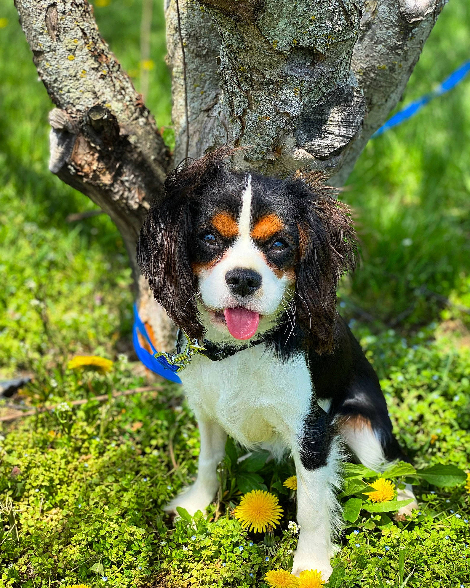 Winston joined the competition — help win amazing prizes! botany, branch, carnivore, companion_dog, dog, dog_breed, dog_supply, fawn, flower, fur, grass, natural_landscape, plant, tail, toy_dog, tree, trunk, twig, whiskers, wood
