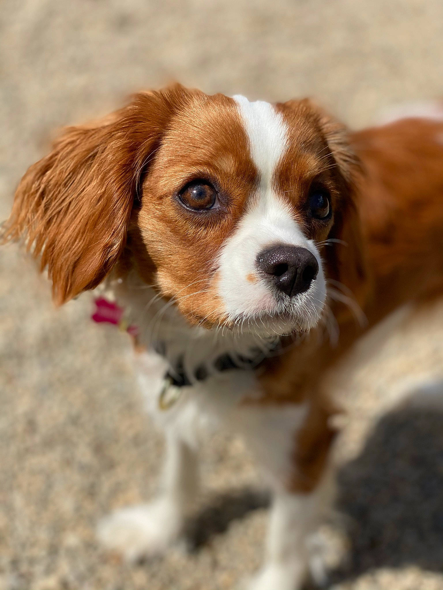 Buttercup joined the competition — help win amazing prizes! canidae, carnivore, cavalier_king_charles_spaniel, companion_dog, dog, dog_breed, fawn, fur, hunting_dog, king_charles_spaniel, liver, snout, spaniel, sporting_group, terrestrial_animal, toy_dog, whiskers
