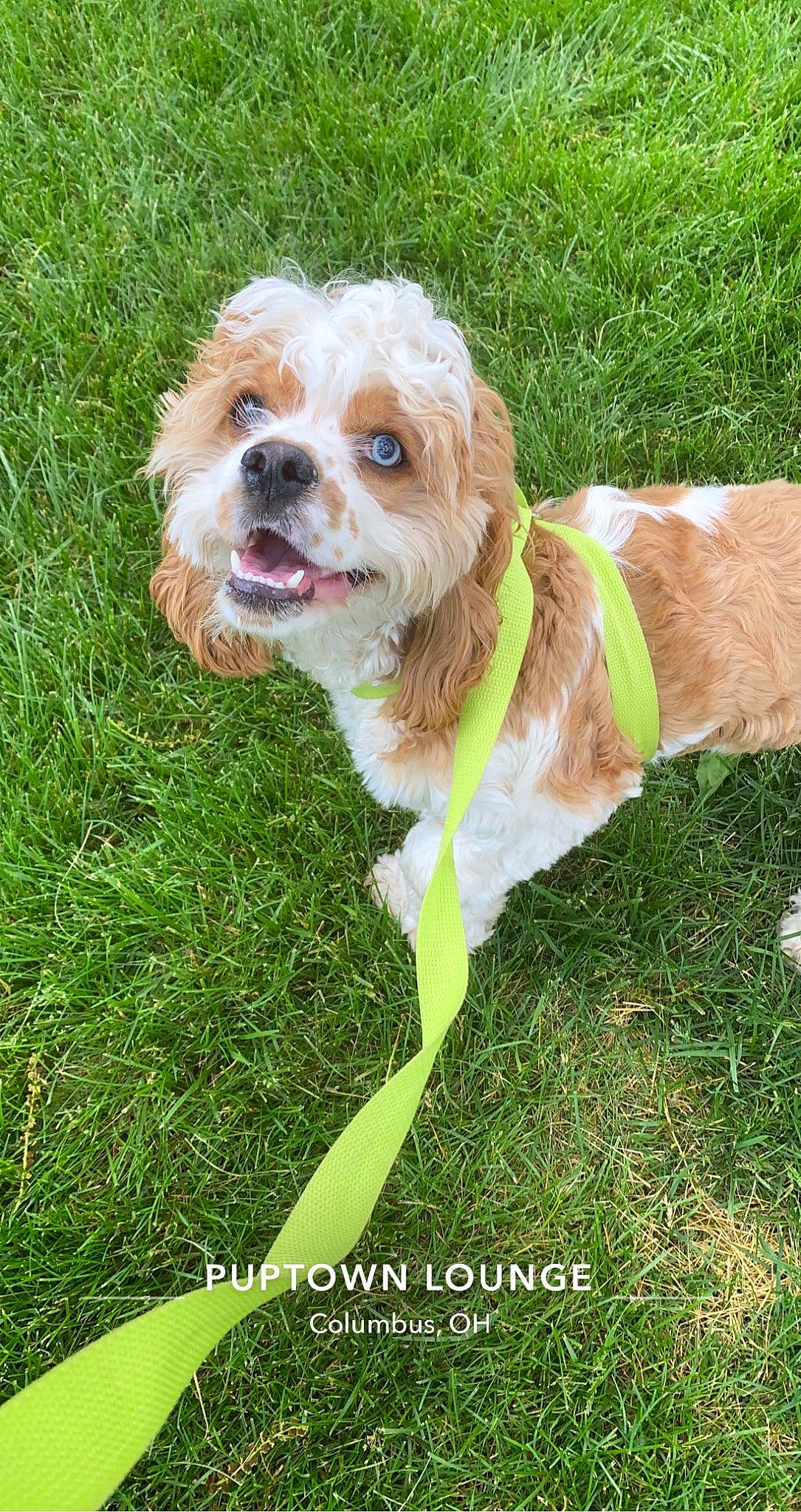 Stanley joined the competition — help win amazing prizes! canidae, carnivore, collar, companion_dog, dog, dog_breed, dog_clothes, dog_collar, dog_supply, fashion_accessory, fawn, grass, liver, plant, small_terrier, sporting_group, terrier, toy_dog, water_dog, working_animal