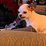 Kze joined the competition — help win amazing prizes! dog, chihuahua, small_dog, pet, indoor, couch, blanket, shoes, basket, poinsettia, plant, cozy, warm_lighting, texture, expression, fur, ears, snout, home, animal