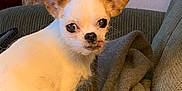Kze joined the competition — help win amazing prizes! dog, chihuahua, small_dog, white_fur, big_ears, tongue_out, pet, indoor, couch, blanket, basket, shoes, furniture, cozy, cute, animal, companion, home, relaxed, portrait