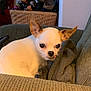 Kze is registered to the contest to win money with this photo: dog, chihuahua, small_dog, pet, couch, indoor, basket, shoes, green_couch, ears, curious, white_dog, tan_spots, cozy, furniture, living_room, poinsettia, plant, portrait, animal