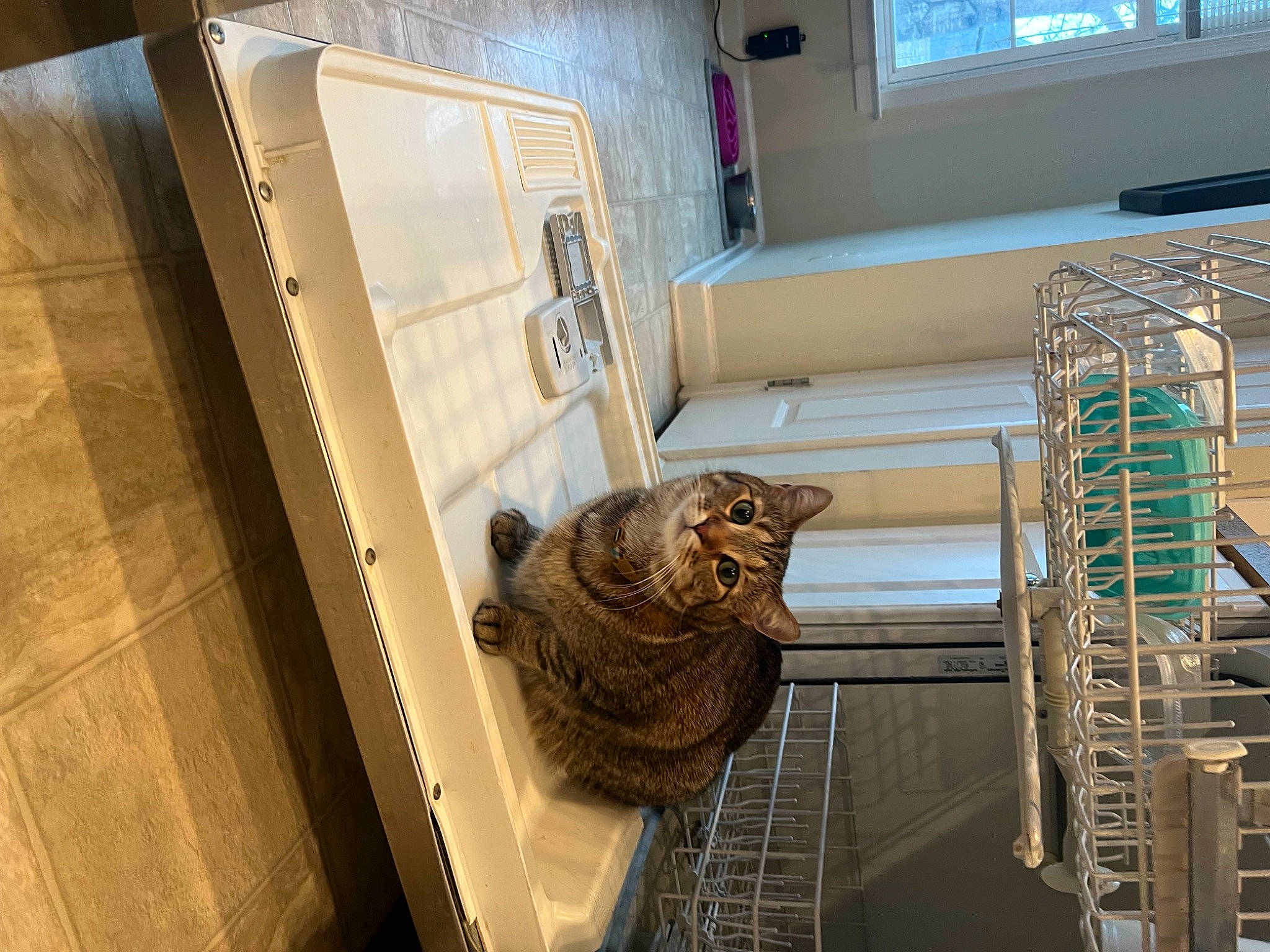 Chili is registered to the contest to win money with this photo: cage, carnivore, display_case, felidae, flooring, fur, glass, hardwood, house, interior_design, machine, metal, reptile, room, small_to_medium_sized_cats, terrestrial_animal, tourist_attraction, wildlife, window, wood