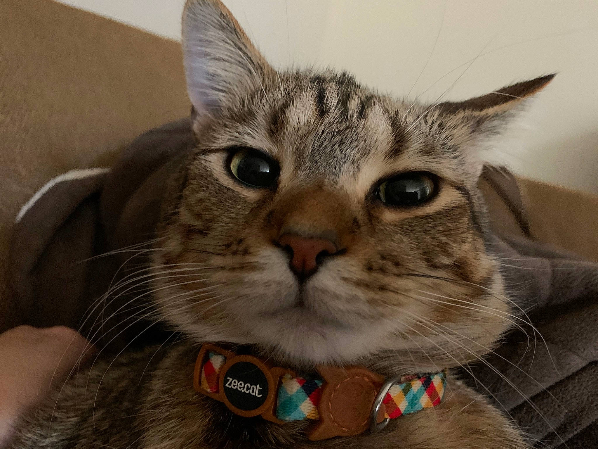 Chili is registered to the contest to win money with this photo: box, carnivore, cat, comfort, domestic_short_haired_cat, ear, eyelash, felidae, fur, gesture, paw, photo_caption, small_to_medium_sized_cats, snout, whiskers