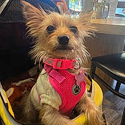 Angel is registered to the contest to win money with this photo: dog, small_dog, pink_harness, pink_collar, yellow_carrier, indoor, cafe, window, natural_light, fur, ears, pet_tag, table, chair, wood_floor, cozy, seating, looking_up, cute, animal