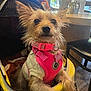 dog, small_dog, pink_harness, pink_collar, yellow_carrier, indoor, cafe, window, natural_light, fur, ears, pet_tag, table, chair, wood_floor, cozy, seating, looking_up, cute, animal