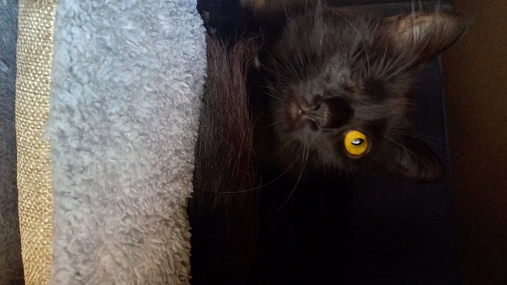 Assaya participe au concours pour gagner de l'argent avec cette photo : black_cat, carnivore, cat, domestic_short_haired_cat, felidae, fur, grey, small_to_medium_sized_cats, snout, tail, terrestrial_animal, whiskers, wood, working_animal