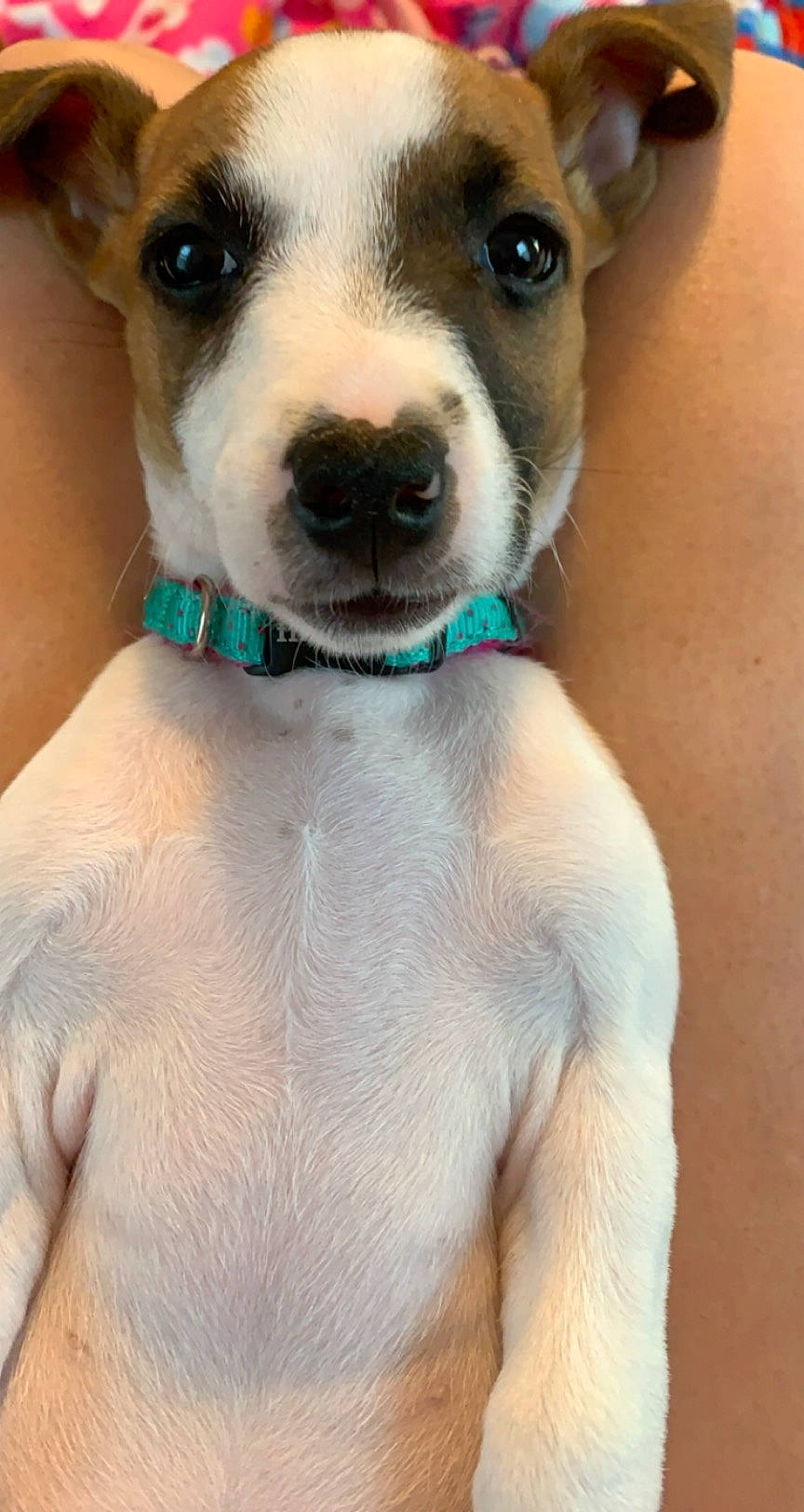 Roxy joined the competition — help win amazing prizes! canidae, carnivore, companion_dog, dog, dog_breed, fawn, feist, jack_russell_terrier, mammal, miniature_fox_terrier, nose, puppy, rare_breed_dog, ratonero_bodeguero_andaluz, russell_terrier, snout, sporting_group, treeing_feist, vertebrate, whiskers