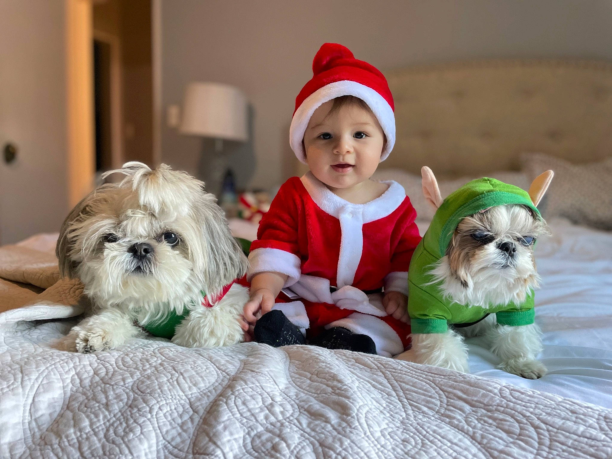 Harrison is registered to the contest to win money with this photo: baby, carnivore, child, comfort, companion_dog, dog, dog_breed, dog_clothes, dog_supply, fawn, fur, grass, happy, headwear, holiday, lap, person, santa_claus, sitting, sporting_group
