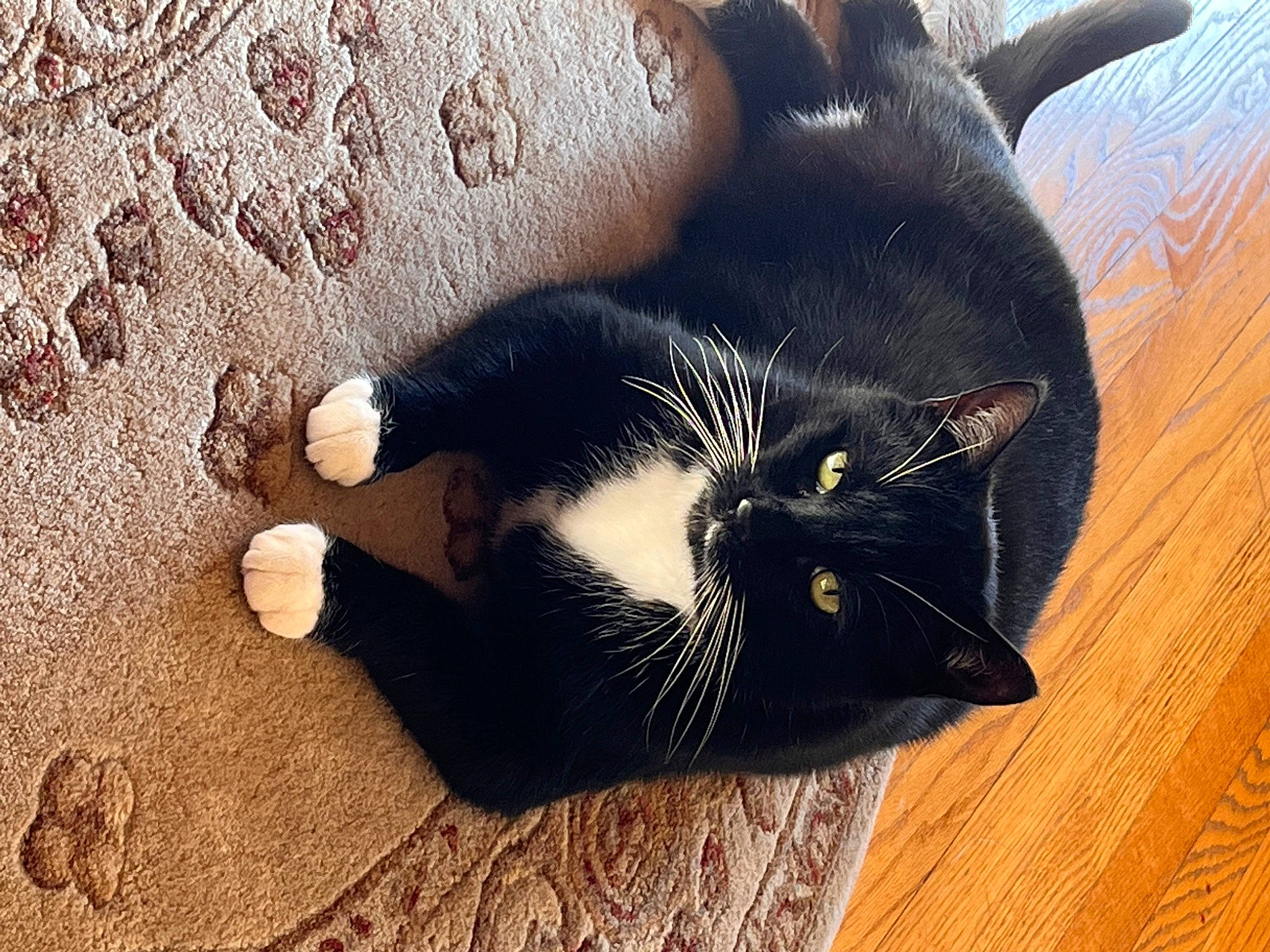 Cornelius is registered to the contest to win money with this photo: black_cat, carnivore, cat, claw, comfort, domestic_short_haired_cat, felidae, flooring, foot, fur, grass, hardwood, paw, small_to_medium_sized_cats, snout, tail, tints_and_shades, varnish, whiskers, wood