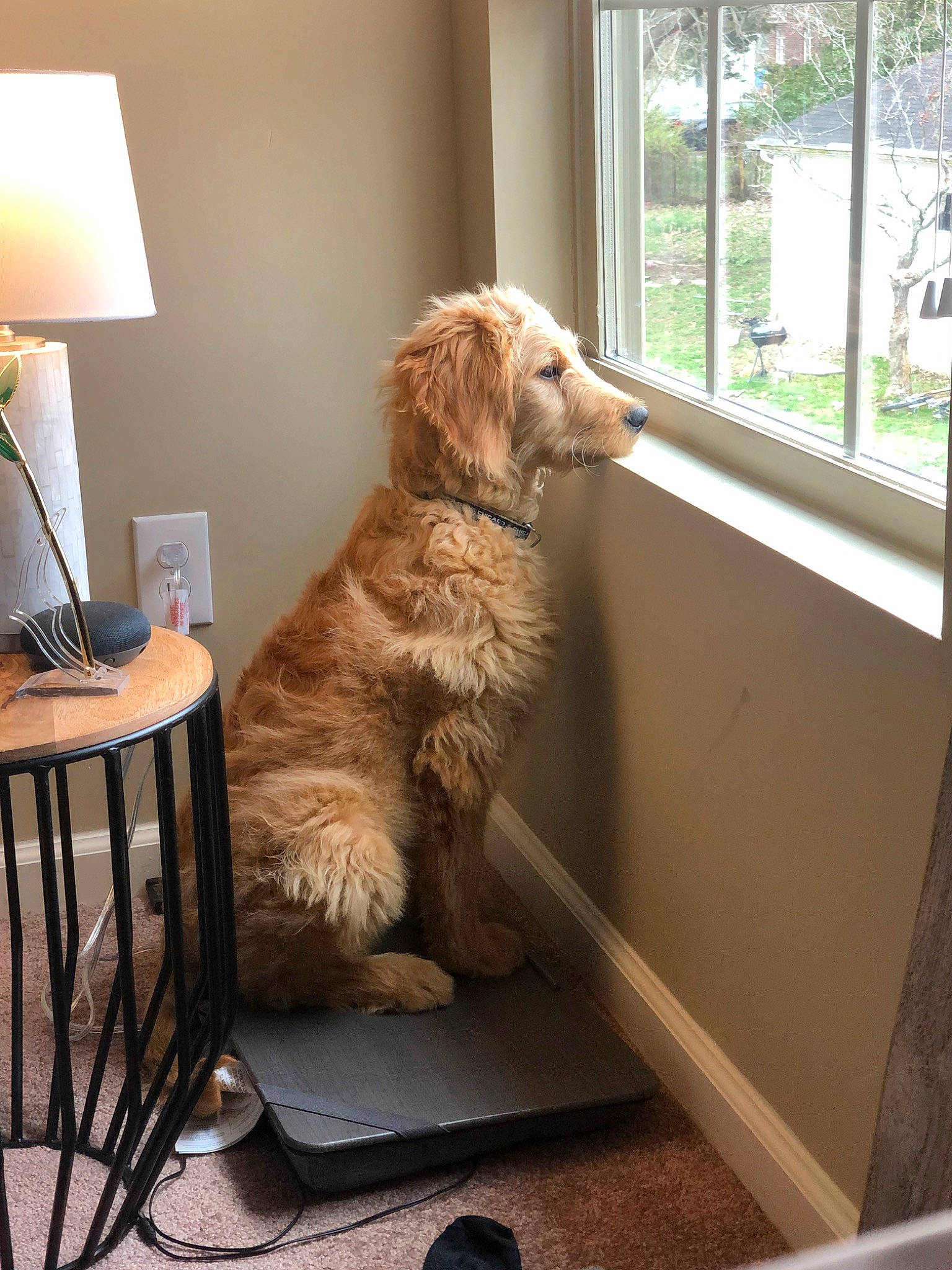 Riley is registered to the contest to win money with this photo: canidae, carnivore, companion_dog, dog, dog_breed, fawn, golden_retriever, goldendoodle, home, labradoodle, sporting_group, window