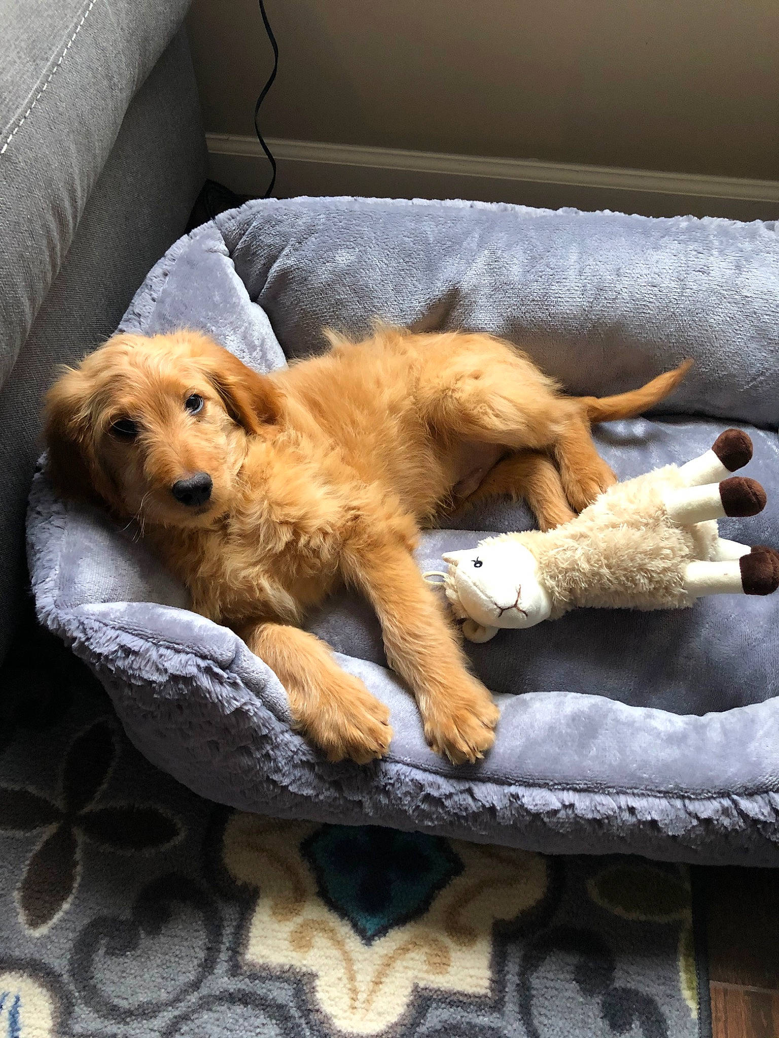 Riley is registered to the contest to win money with this photo: basset_fauve_de_bretagne, canidae, carnivore, cocker_spaniel, comfort, companion_dog, dog, dog_bed, dog_breed, fawn, golden_retriever, goldendoodle, hovawart, paw, puppy, sporting_group