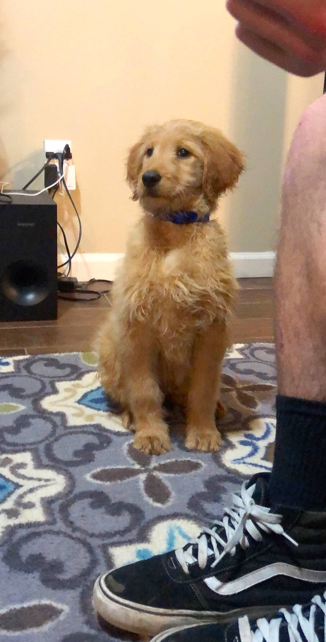 Riley joined the competition — help win amazing prizes! basque_shepherd_dog, basset_fauve_de_bretagne, canidae, carnivore, cockapoo, companion_dog, dog, dog_breed, fawn, golden_retriever, goldendoodle, labradoodle, mammal, poodle_crossbreed, puppy, rare_breed_dog, retriever, sporting_group, terrier, vertebrate