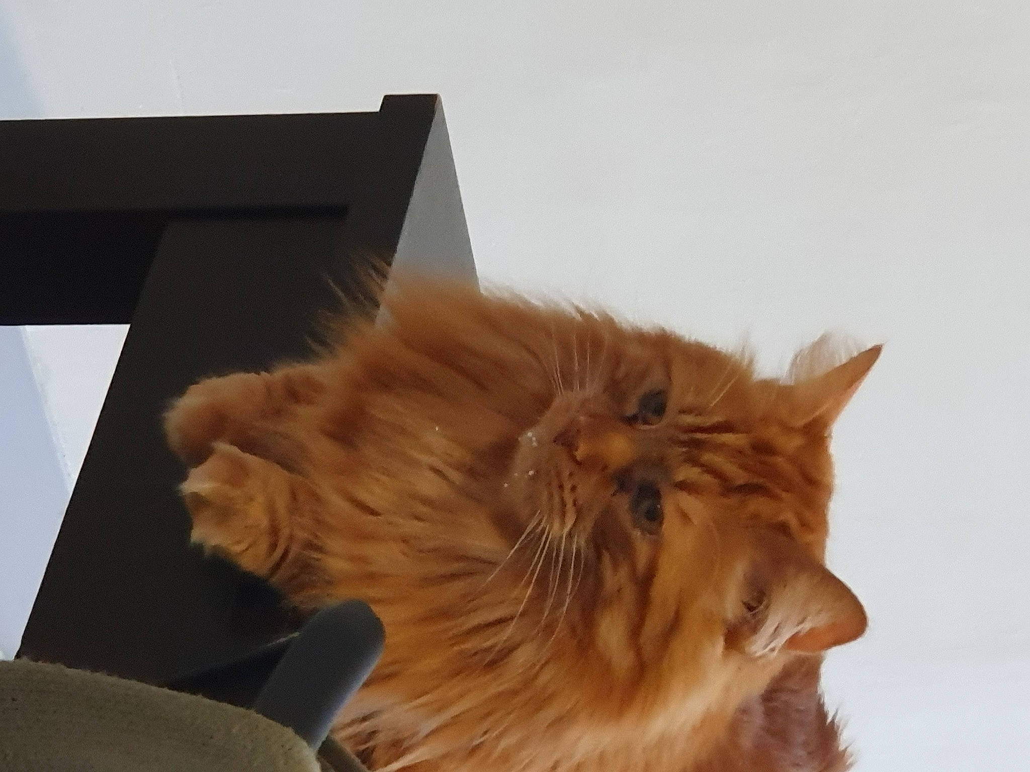 Bidule a rejoint le concours — aidez-le/la à gagner de superbes lots ! canidae, cat, claw, companion_dog, dog_breed, felidae, fur, liver, paw, pencil, persian, sky, small_to_medium_sized_cats, somali, tail, terrestrial_animal, whiskers, wood