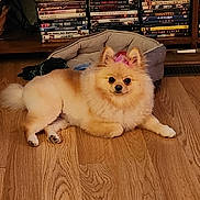 Precious joined the competition — help win amazing prizes! dog, pomeranian, pet_bed, wooden_floor, dvd_shelf, indoor, fluffy, bow, cute, small_dog, lying_down, animal, household, cozy, fur, canine, domestic, relaxed, toy_dog, entertainment