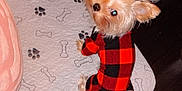 Georgia joined the competition — help win amazing prizes! dog, small_dog, pet, indoor, red_black_checkered_outfit, mat, bone_pattern, paw_print_pattern, looking_back, curious, fur, cute, plastic_container, floor, wooden_floor, home, cozy, animal, companion, domestic