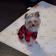 Georgia is registered to the contest to win money with this photo: dog, small_dog, pet, indoor, carpet, floor, plaid_outfit, red_and_black, cute, sitting, looking_up, furry, animal, domestic_animal, toy_breed, adorable, eyes_glowing, decorative_doodles, heart, sparkles