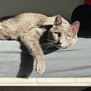 Ivan is registered to the contest to win money with this photo: cat, gray_cat, animal, pet, feline, yellow_eyes, sunlight, shadow, relaxed, lying_down, indoor, bed, resting, fur, whiskers, close_up, portrait, domestic_cat, cozy, calm