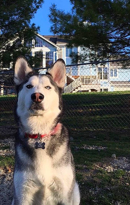 Sage joined the competition — help win amazing prizes! building, canidae, carnivore, collar, companion_dog, dog, dog_breed, dog_collar, fawn, grass, house, plant, recreation, sky, sled_dog, snout, sporting_group, tree, window, working_animal