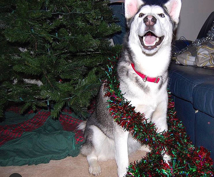 Sage joined the competition — help win amazing prizes! canidae, carnivore, christmas_tree, collar, companion_dog, dog, dog_breed, dog_collar, dog_supply, event, fang, fawn, felidae, jaw, leash, snout, sporting_group, tail, whiskers, working_animal