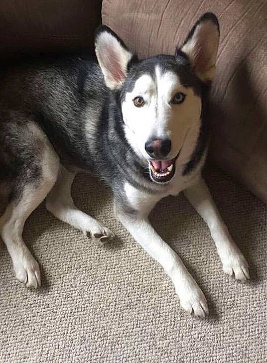 Sage joined the competition — help win amazing prizes! ancient_dog_breeds, canidae, carnivore, companion_dog, dog, dog_breed, foot, fur, non_sporting_group, paw, siberian_husky, sled_dog, sporting_group, terrestrial_animal, whiskers, working_animal, working_dog