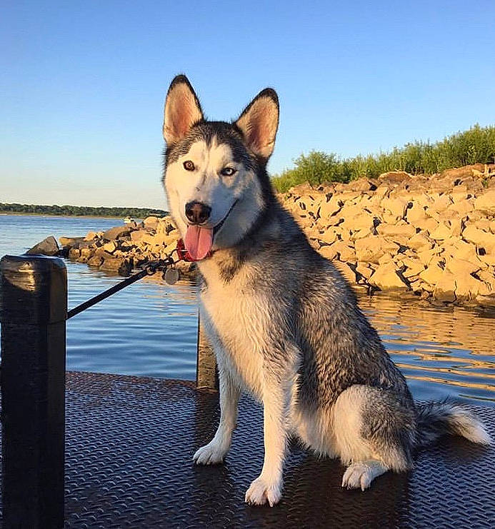 Sage is registered to the contest to win money with this photo: canidae, canis, carnivore, companion_dog, dog, dog_breed, fawn, fence, happy, herding_dog, lake, plant, recreation, sky, snout, sporting_group, tail, water, wildlife, working_dog