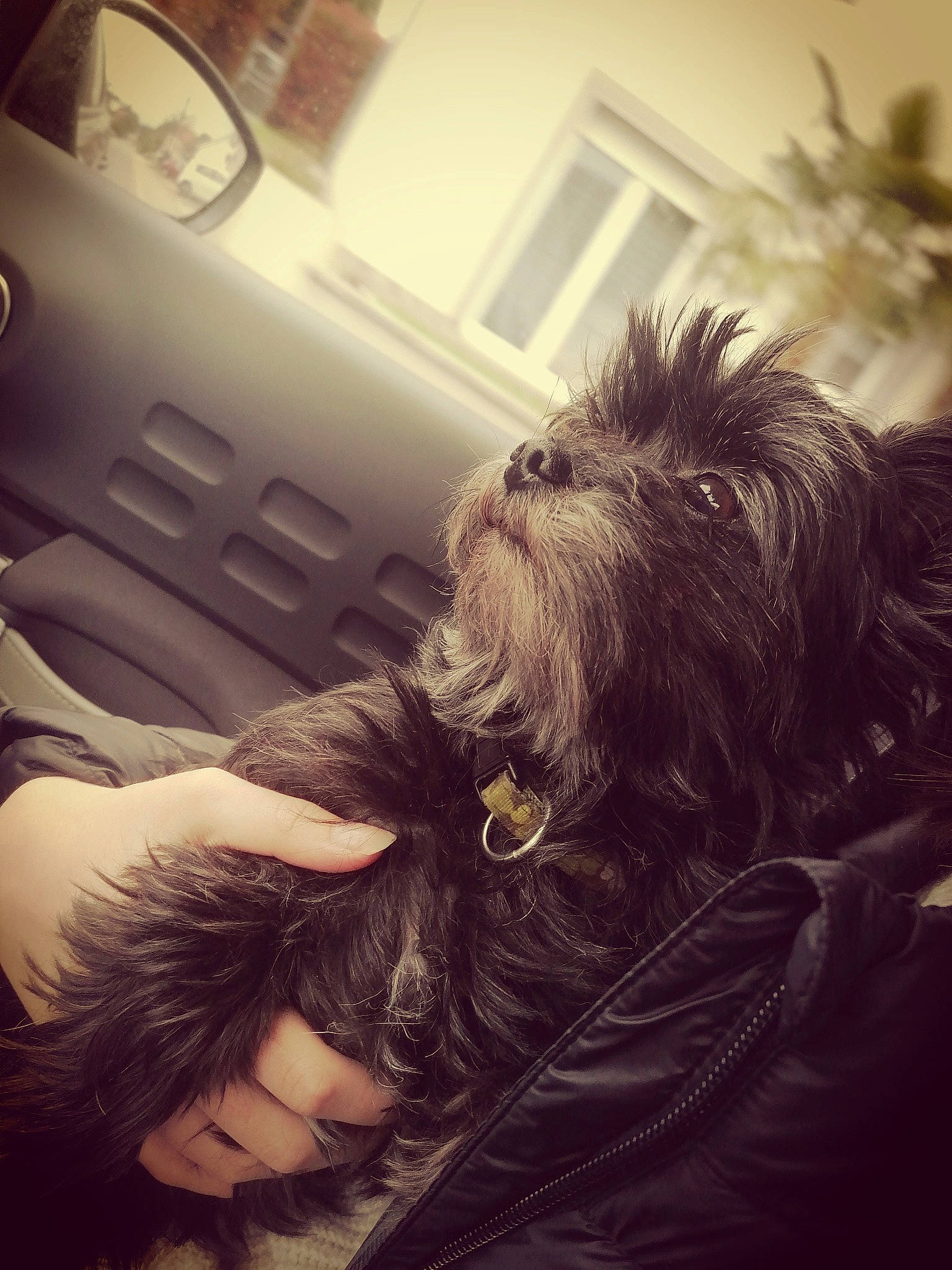 Scratch a rejoint le concours — aidez-le/la à gagner de superbes lots ! beard, canidae, car, carnivore, cloud, comfort, companion_dog, dog, dog_breed, fur, gesture, happy, monochrome_photography, small_terrier, snout, sporting_group, terrier, toy_dog, vehicle_door, window