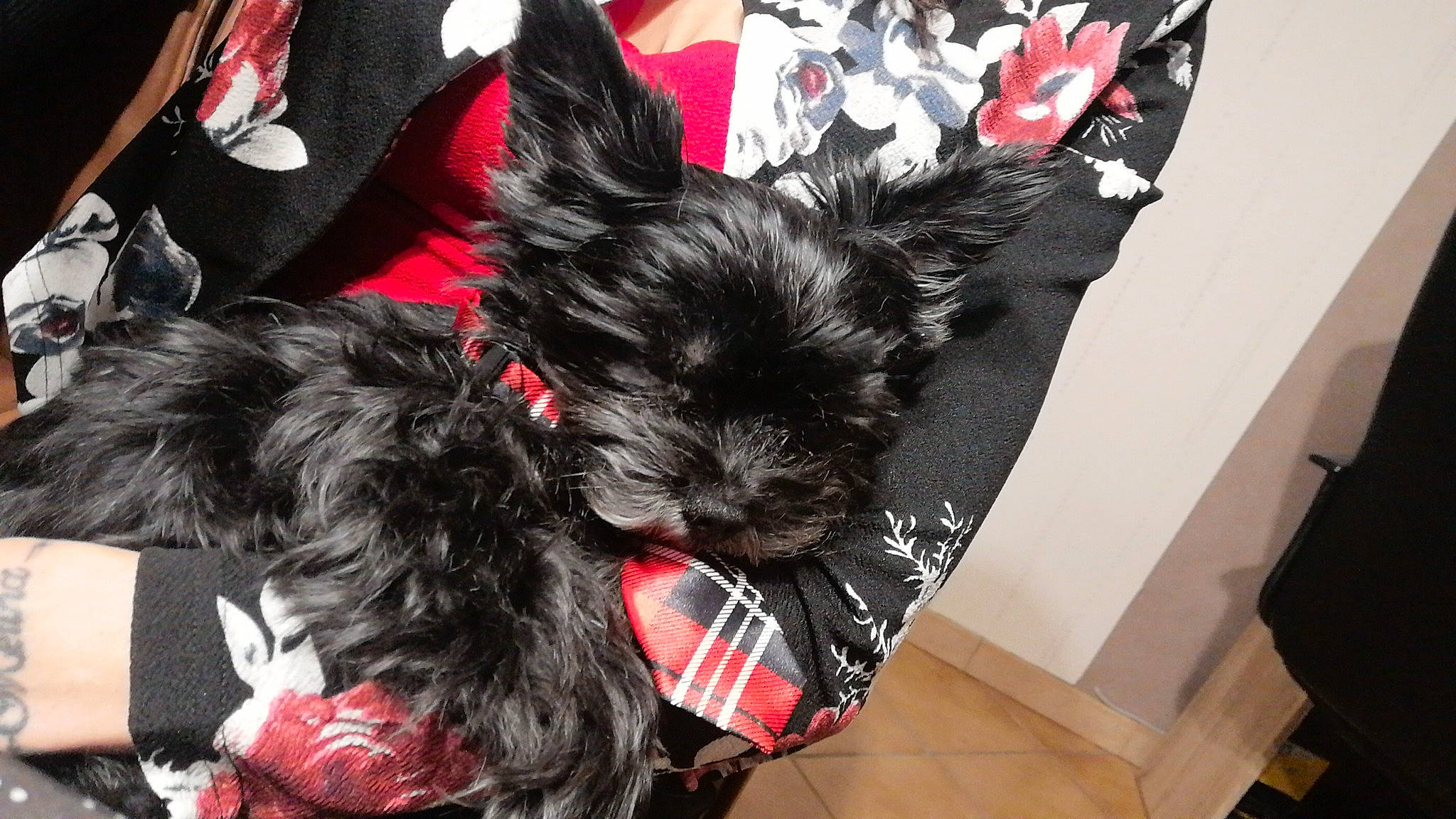 Scratch a rejoint le concours — aidez-le/la à gagner de superbes lots ! canidae, carmine, carnivore, collar, comfort, companion_dog, dog, dog_breed, dog_collar, dog_supply, ear, fashion_accessory, fawn, fur, small_terrier, snout, sporting_group, terrier, toy_dog, working_animal