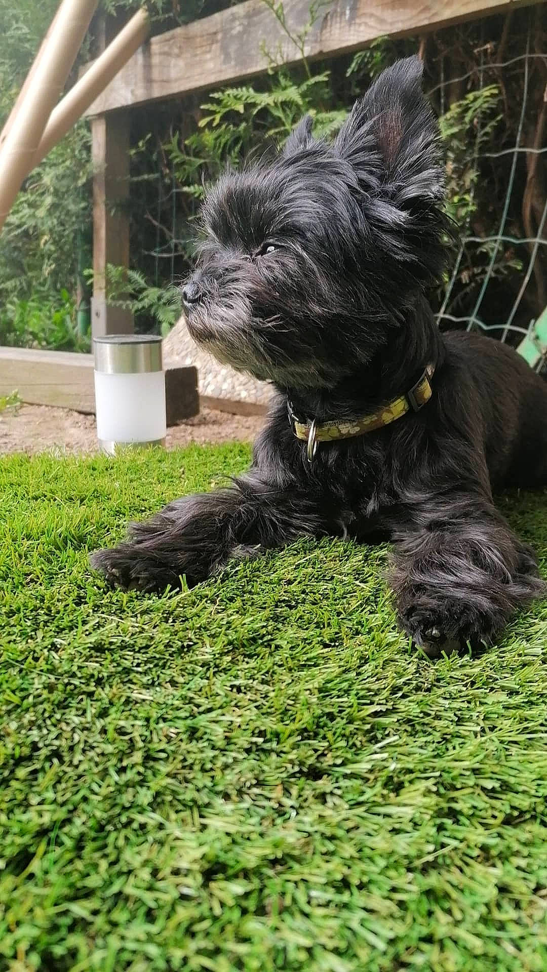 Scratch participe au concours pour gagner de l'argent avec cette photo : canidae, carnivore, companion_dog, dog, dog_breed, dog_collar, dog_supply, fur, grass, groundcover, plant, puppy, small_terrier, snout, sporting_group, tail, terrier, toy_dog, water_dog, working_animal