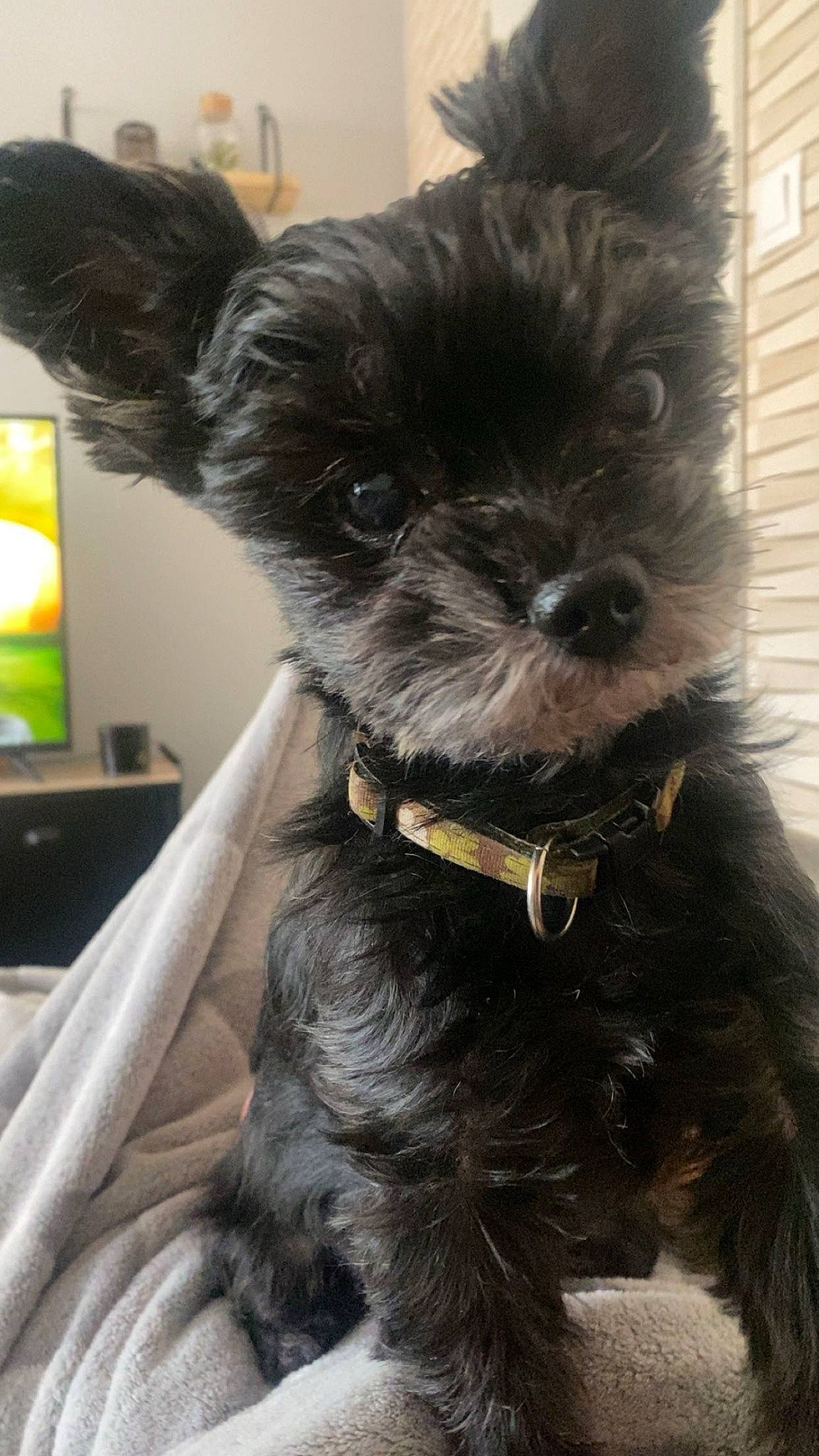 Scratch a rejoint le concours — aidez-le/la à gagner de superbes lots ! canidae, carnivore, collar, companion_dog, dog, dog_breed, dog_collar, dog_supply, ear, fashion_accessory, fur, lamp, liver, picture_frame, scottish_terrier, small_terrier, snout, sporting_group, toy_dog, working_animal