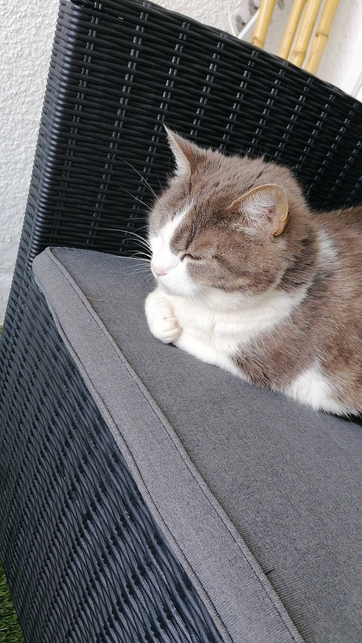 Kiki participe au concours pour gagner de l'argent avec cette photo : carnivore, cat, claw, comfort, domestic_short_haired_cat, fawn, felidae, flooring, fur, grey, linens, paw, sitting, small_to_medium_sized_cats, snout, tail, whiskers, window, wood, woven_fabric