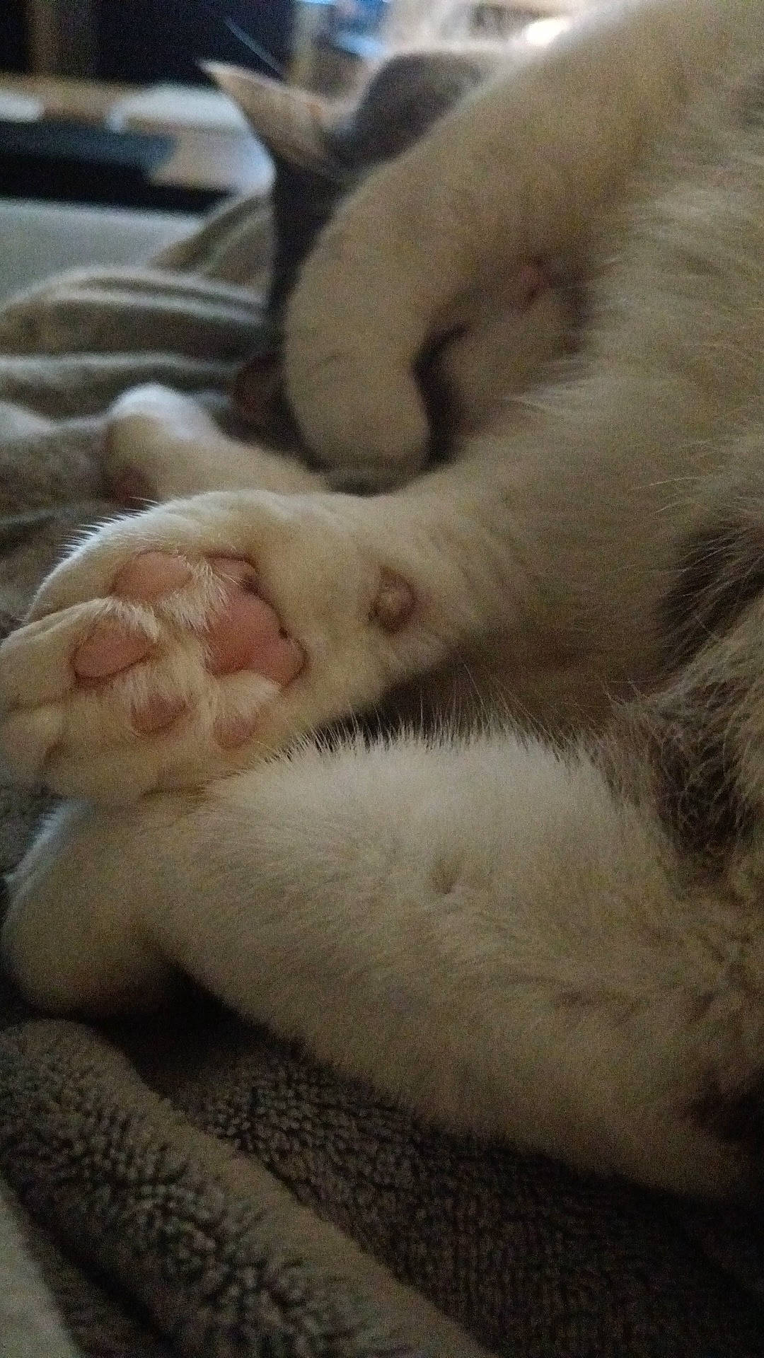 Kiki a rejoint le concours — aidez-le/la à gagner de superbes lots ! carnivore, cat, claw, comfort, fawn, felidae, foot, fur, nap, paw, sleep, small_to_medium_sized_cats, snout, terrestrial_animal, whiskers