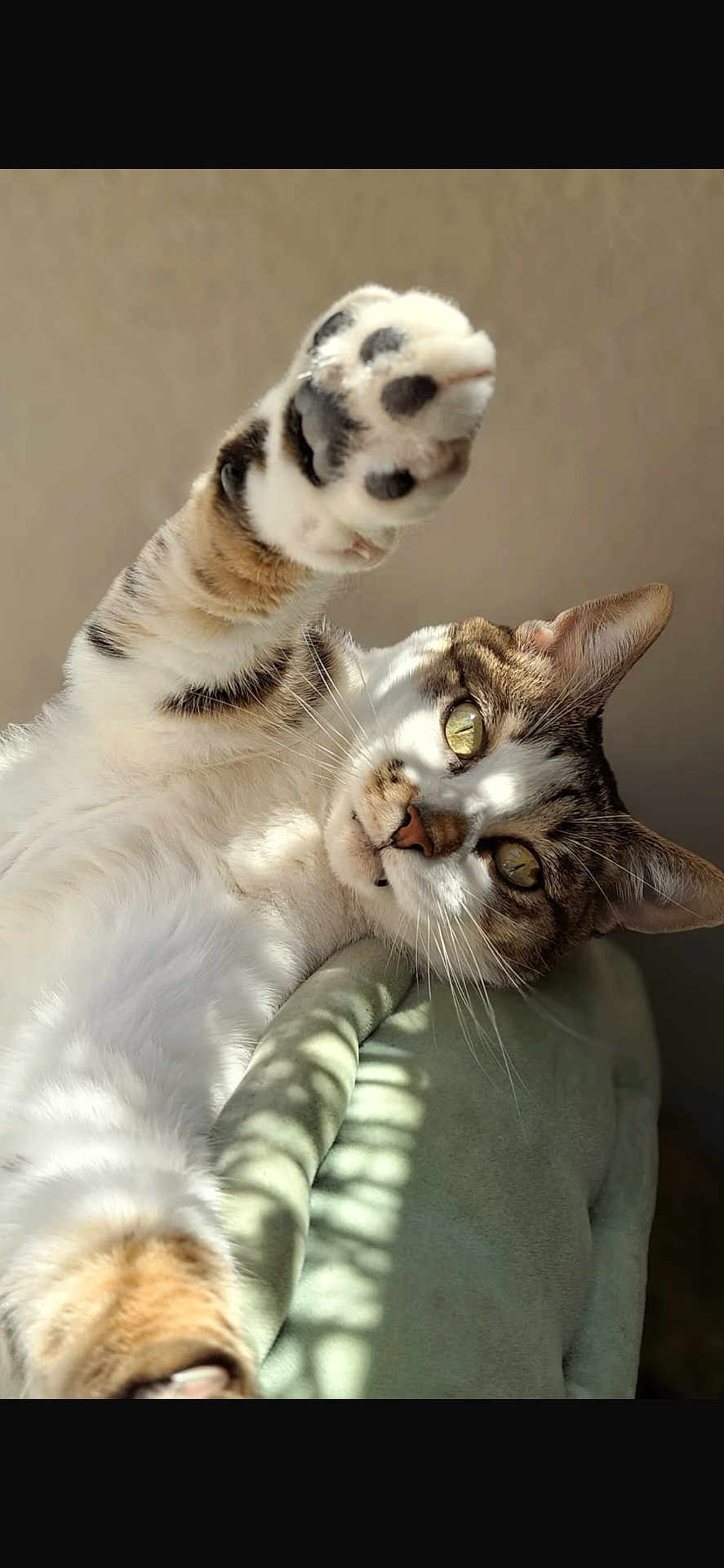 Marlon a rejoint le concours — aidez-le/la à gagner de superbes lots ! cat, paw, close_up, pet, feline, whiskers, green_cushion, sunlight, shadow, striped_fur, relaxed, indoor, animal, cute, playful, soft_fur, tabby, looking_at_camera, portrait, paw_pad