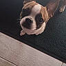 Aristo participe au concours pour gagner de l'argent avec cette photo : dog, small_dog, pet, brown_and_white, ears, looking_up, dog_bed, mat, floor, tile_floor, indoor, curious, animal, canine, companion, household, cozy, footwear, pink_shoe, closeup