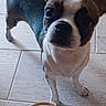 dog, small_dog, pet, floor, tile_floor, ears, looking_up, feet, sandals, gold_sandals, toenails, purple_toenail_polish, indoor, close_up, curious, standing, brown_and_white_dog, short_hair, companion, domestic_animal