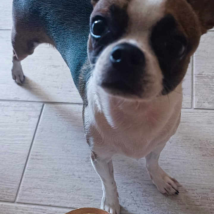 Aristo participe au concours pour gagner de l'argent avec cette photo : dog, small_dog, pet, floor, tile_floor, ears, looking_up, feet, sandals, gold_sandals, toenails, purple_toenail_polish, indoor, close_up, curious, standing, brown_and_white_dog, short_hair, companion, domestic_animal