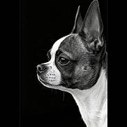 Aristo a rejoint le concours — aidez-le/la à gagner de superbes lots ! dog, portrait, black_and_white, close_up, side_view, small_dog, short_fur, ears, animal, pet, canine, face, profile, looking_away, studio_shot, monochrome, detailed, expression, isolated, background