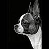 dog, portrait, black_and_white, close_up, side_view, small_dog, short_fur, ears, animal, pet, canine, face, profile, looking_away, studio_shot, monochrome, detailed, expression, isolated, background
