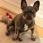 Blue a rejoint le concours — aidez-le/la à gagner de superbes lots ! dog, puppy, french_bulldog, indoor, carpet, toy, plush_toy, ears, pet, animal, brown, white_marking, floor, tile, sunlight, cute, sitting, looking, companion, domestic