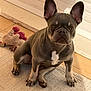 dog, puppy, french_bulldog, indoor, carpet, toy, plush_toy, ears, pet, animal, brown, white_marking, floor, tile, sunlight, cute, sitting, looking, companion, domestic