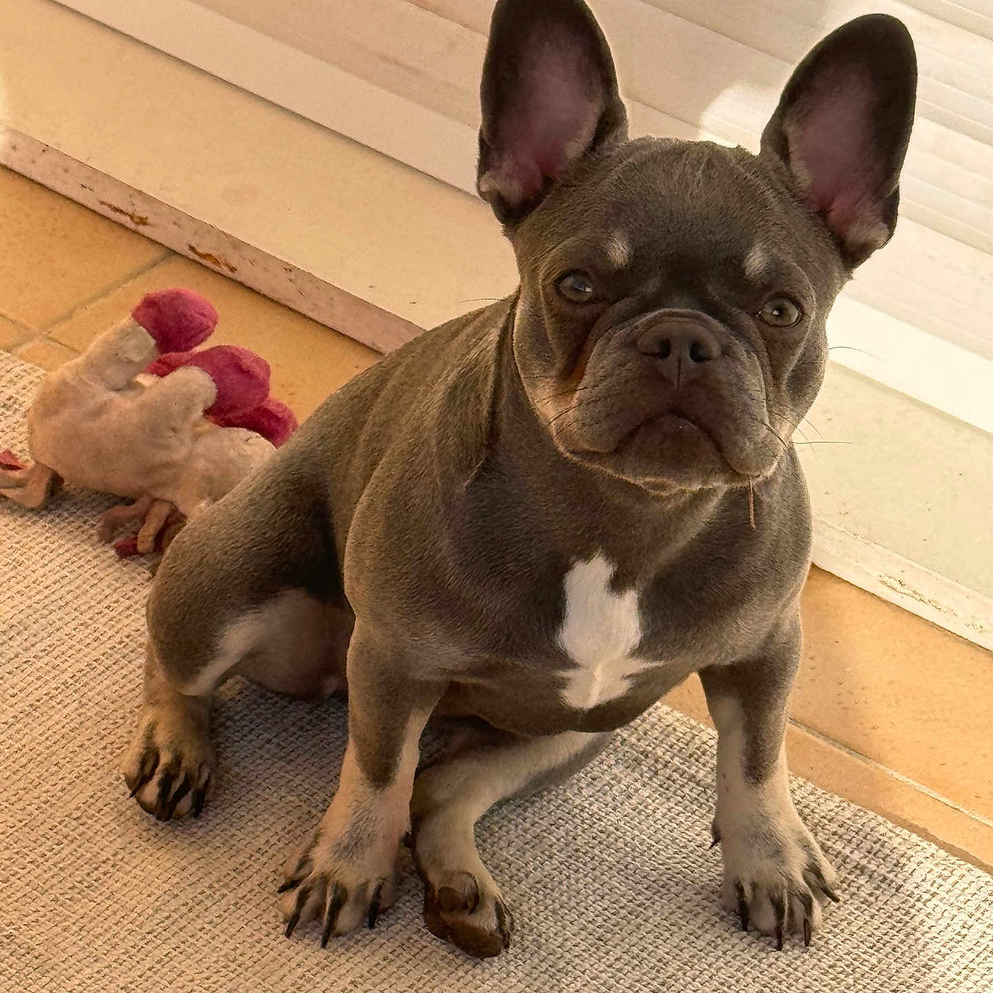 Blue a rejoint le concours — aidez-le/la à gagner de superbes lots ! animal, brown, carpet, companion, cute, dog, domestic, ears, floor, french_bulldog, indoor, looking, pet, plush_toy, puppy, sitting, sunlight, tile, toy, white_marking