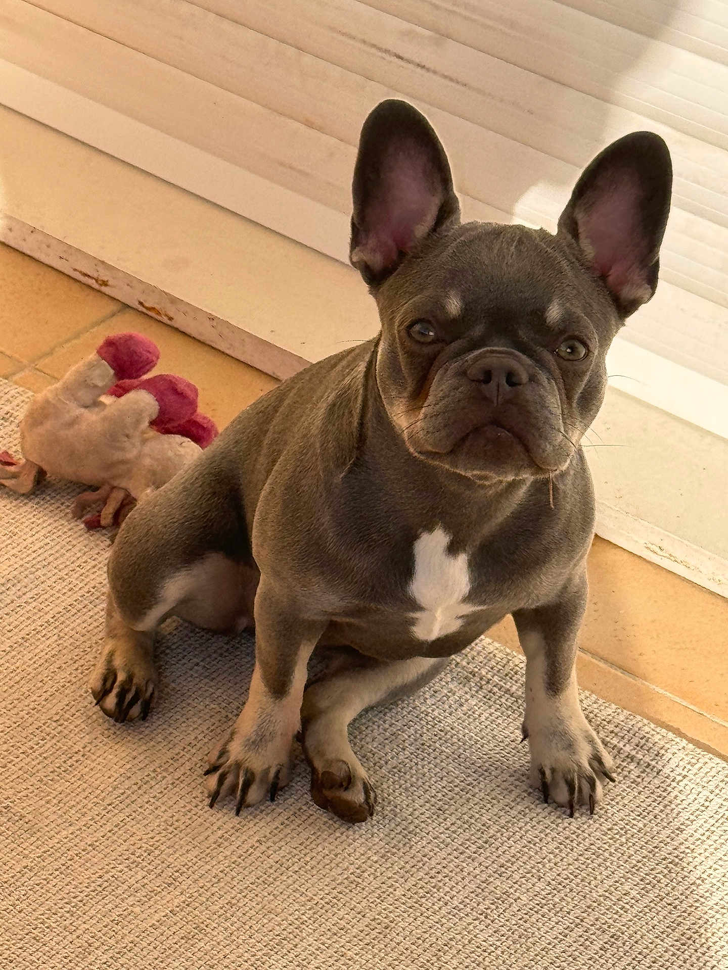Blue a rejoint le concours — aidez-le/la à gagner de superbes lots ! dog, puppy, french_bulldog, indoor, carpet, toy, plush_toy, ears, pet, animal, brown, white_marking, floor, tile, sunlight, cute, sitting, looking, companion, domestic