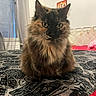 animal, bed, bedroom, blanket, cat, closeup, cozy, curtains, domestic, feline, fluffy, furniture, indoor, looking, patterned_blanket, pet, sitting, tortoiseshell_cat, wall_art, window