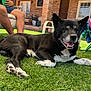 Bruenor is registered to the contest to win money with this photo: dog, grass, person, outdoor, lawn, black_dog, white_paws, smiling, sunny, backyard, chair, legs, brick_wall, door, window, green_cup, relaxing, pet, happy, summer