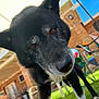 dog, black_dog, outdoor, backyard, grass, chair, brick_wall, sunlight, pet, canine, close_up, animal, curious, ears, muzzle, fur, daytime, blue_sky, leisure, nature