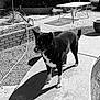 dog, black_and_white, outdoor, poolside, shadow, table, garden, plants, sunlight, concrete, fence, brick_wall, water, pet, canine, daytime, animal, curved_edge, quiet, nature